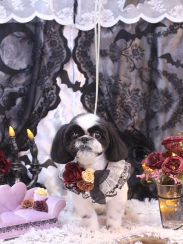 20231004たいがくん